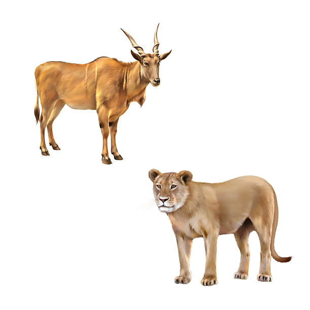 istock The common eland (Taurotragus oryx), antelope, Lioness - Panthera leo 465825982