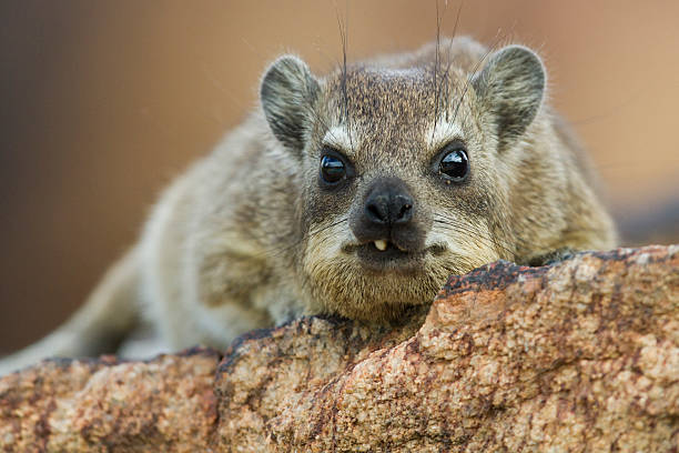 istock Klippschliefer, Procavia capensis, Rock Dassie, Schliefer, 465826235