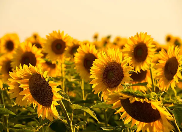 Photo of Sunflowers