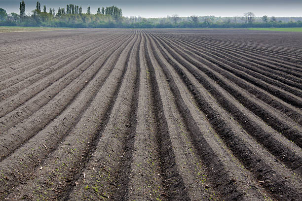istock Kartoffelfeld, potatoes on the field 465826313