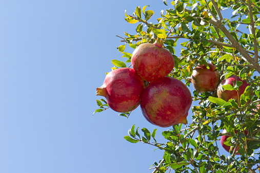 pomegranates in tree