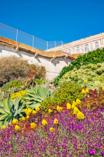 This view from outside the cell block at Alcatraz Prison on the side facing the Golden Gate Bridge shows the colorful flower gardens that the prisioners maintained when an active facility now maintained by volunteers to maintain the appearance of the National Park, from this lower view one can see how age has had its affects on the exterior structure of the cell block and the security fence and walkway.
