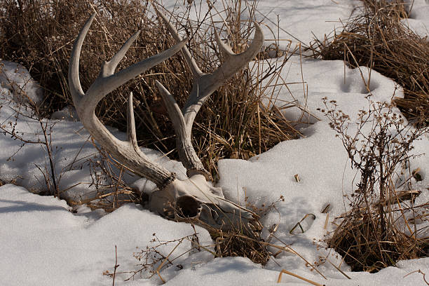 istock Deer skull with antlers in snow covered grass 465827072
