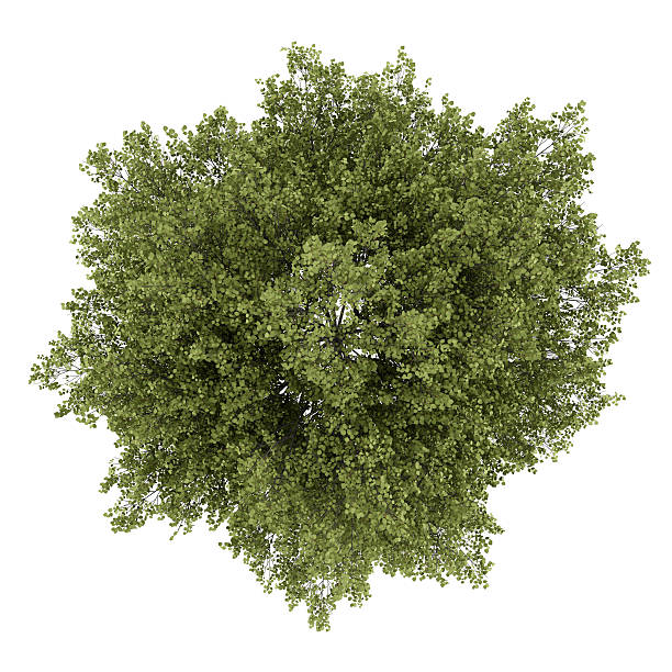 상단 보기 포플라 나무 흰색 바탕에 흰색 배경) - photography poplar tree tree deciduous tree 뉴스 사진 이미지