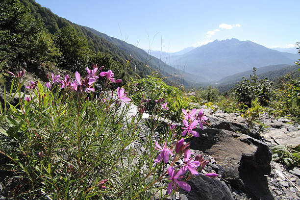 paysage de montagne avec des fleurs - hoirzontal photos et images de collection