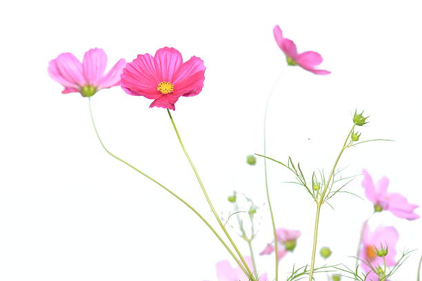 istock Pink cosmos flowers in garden 465830272