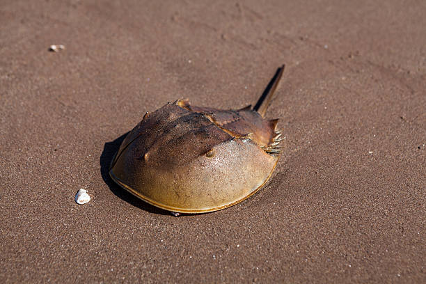 istock Horseshoe Crab on the Beach 465830900