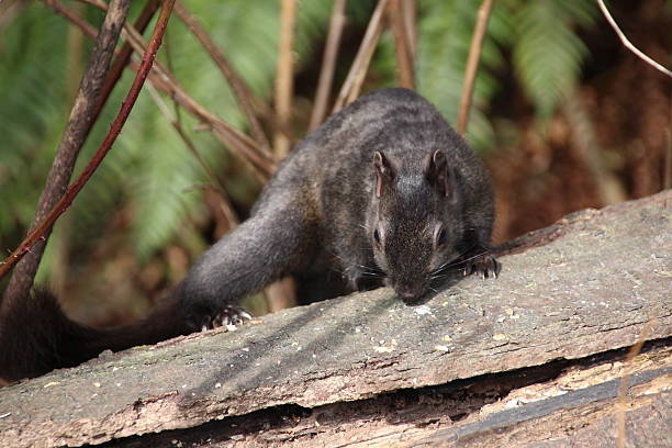 écureuil gris-noir dans la forêt - squirrel red squirrel black forest forest photos et images de collection