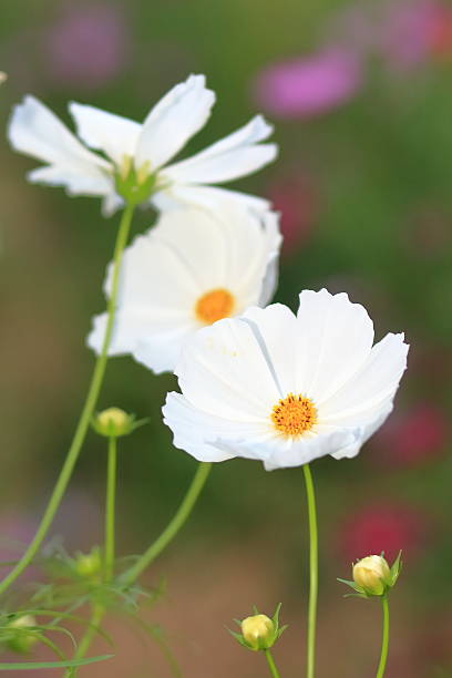 istock White cosmos flowers in garden 465831446