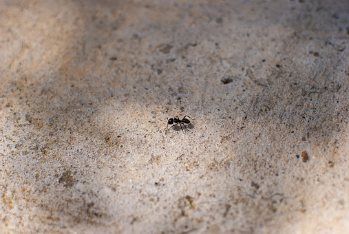 Black ant on a concrete background, Carpenter ant, Camponotus ligniperda.