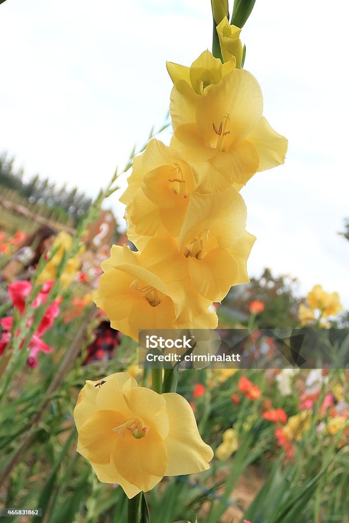 Bunch of yellow gladiolus in the garden Bunch of yellow gladiolus in the garden close up 2015 Stock Photo