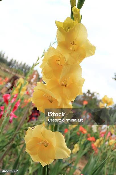 Bunch Of Yellow Gladiolus In The Garden Stock Photo - Download Image Now - 2015, Bouquet, Close-up