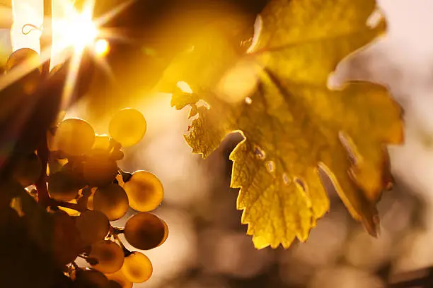 Ripe wine grapes and wine leaf in sunlight - horizontal