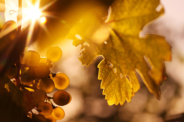 спелые вино, виноград и вино лист в солнечный свет — горизонтально - winery autumn vineyard grape стоковые фото и изображения