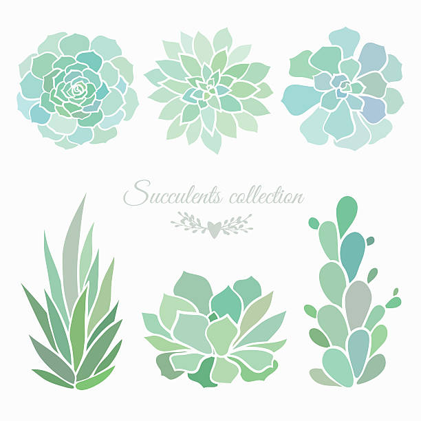 succulent 컬레션 - flower desert single flower cactus stock illustrations