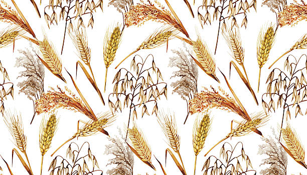 ilustraciones, imágenes clip art, dibujos animados e iconos de stock de acuarela patrón de cereales - barley grass crop field