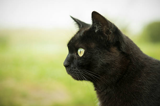 istock portrait of black cat staring 465832505