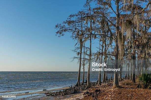 Waters Edge Stock Photo - Download Image Now - Coastline, Cypress Tree, Horizontal