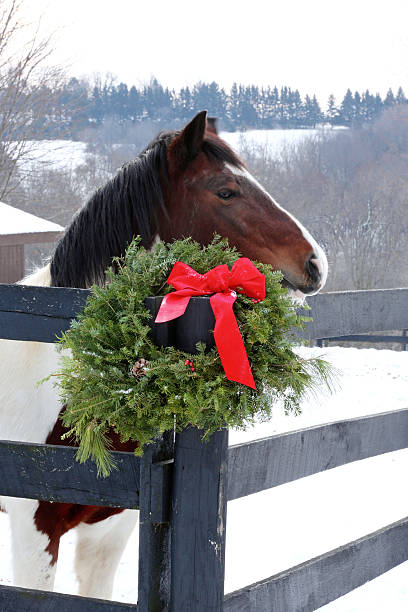 Farm animal horse with wreath in winter stock photo