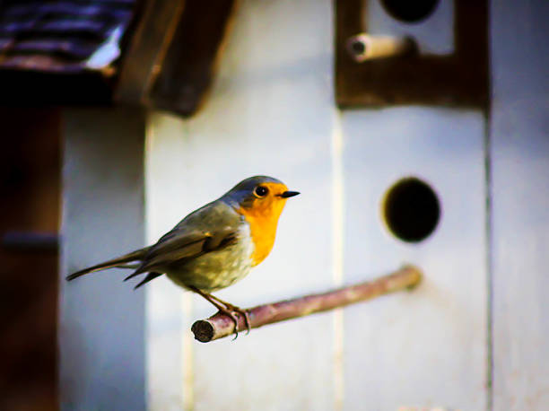 istock Robin at the birdhouse 465837729
