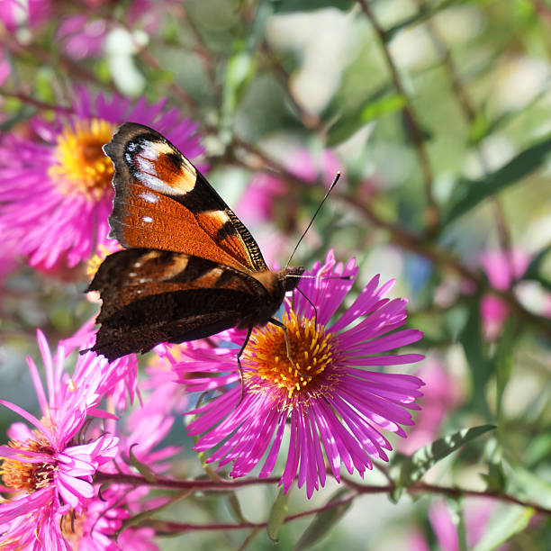 farfalla di pavone europea - insect animal eye flower flower head foto e immagini stock