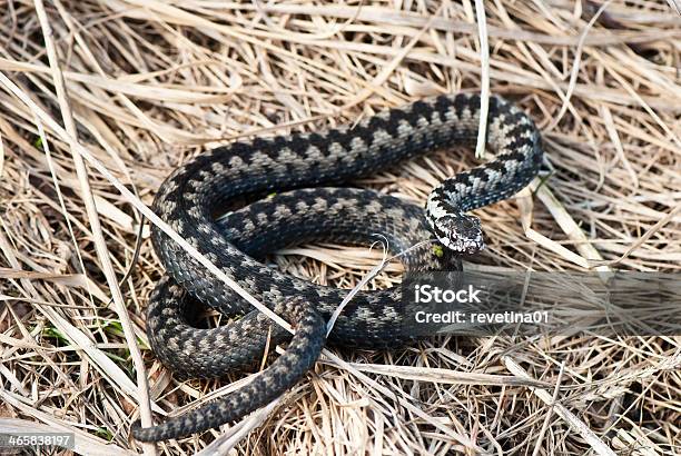 Foto de Adder Europeia e mais fotos de stock de Vipera Berus - Vipera Berus, Víbora, Agressão