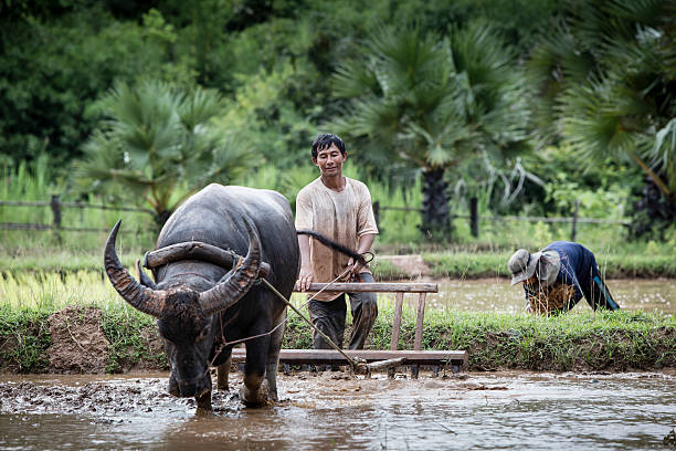 istock Asian farmer working with his buffalo 465838292
