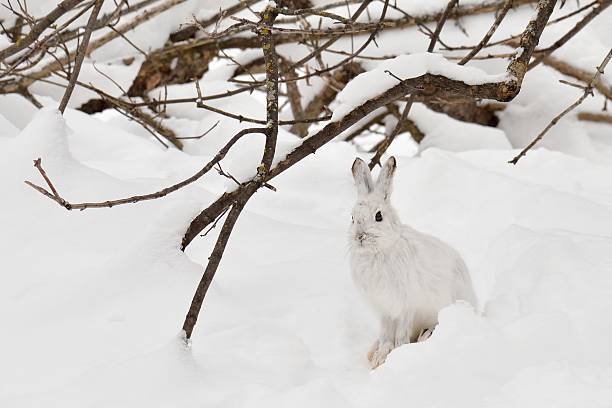 motionless polar hare stock photo