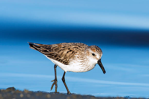 istock Western Sandpiper with Foot Elevated 465839717