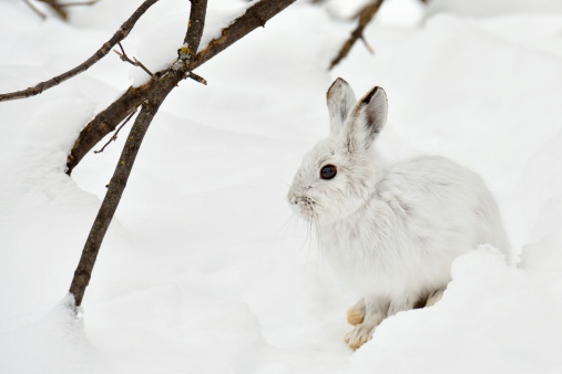 motionless polar hare in the snow, watchful