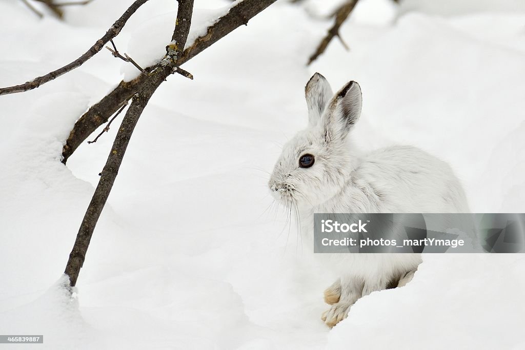 motionless polar hare motionless polar hare in the snow, watchful Arctic Hare Stock Photo