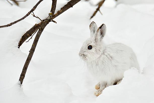 Arctic Hare Stock Photos, Pictures & Royalty-Free Images - iStock