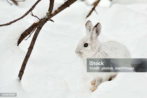 Motionless Polar Hare Stock Photo - Download Image Now - Arctic Hare, Animal, Animal Themes