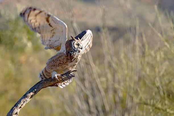 素晴らしいミミズク - great horned owl cactus owl flying ストックフォトと画像