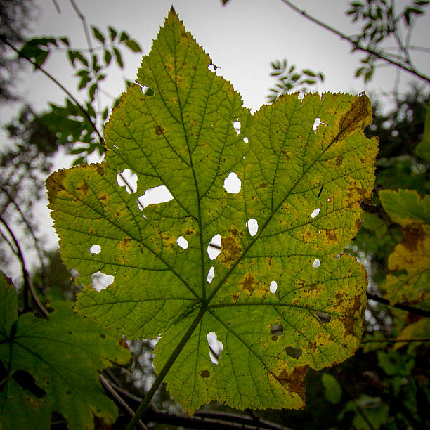 istock Heavily veined worm-eaten leaf against cloudy sky 465840592