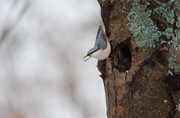 Nuthatch with a nut stock photo