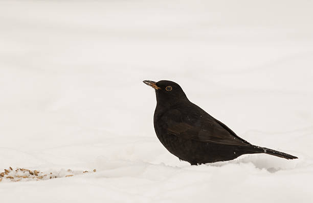 Blackbird on snow stock photo