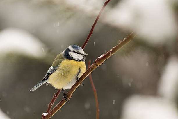 Blue tit on a branch stock photo