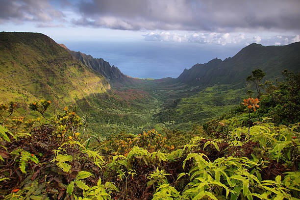 majestatyczny widoki nepalski wybrzeża z kalalau lookout - waimea canyon state park zdjęcia i obrazy z banku zdjęć