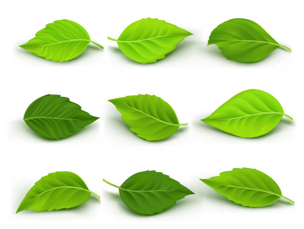 набор реалистичные зеленые листья коллекции - green leaf stock illustrations