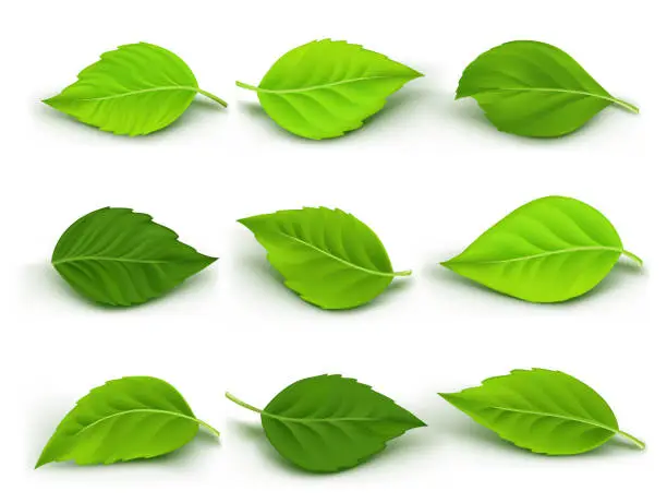 Vector illustration of Set of Realistic Green Leaves Collection