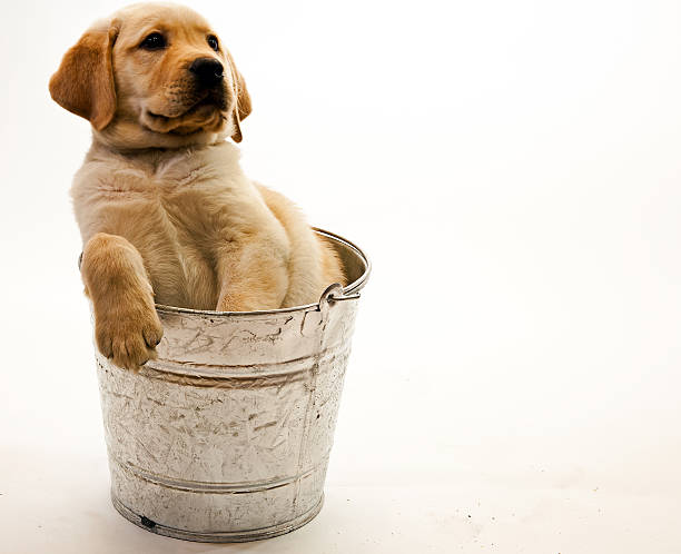 istock Puppy In A Pail 465841161