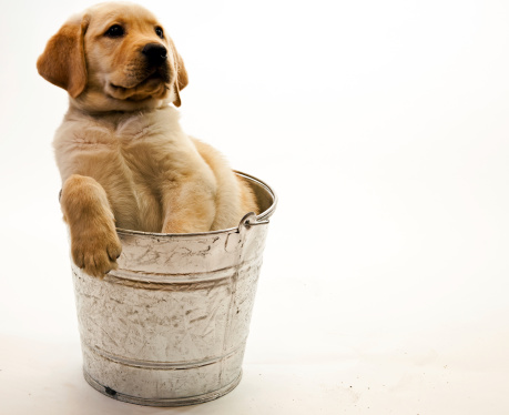 This male eight week old Golden Retriever is sitting in a galvanzed bucket
