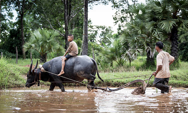 istock Happy boy riding water buffalo. 465841276
