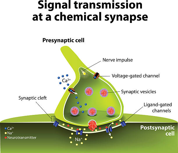 化学 synapse - activity axon biology biomedical illustration点のイラスト素材／クリップアート素材／マンガ素材／アイコン素材