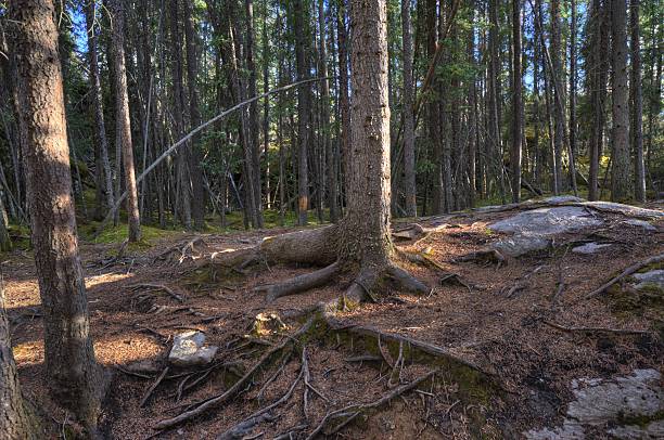 istock Rocky Mountains, British Columbia, Canada. 465841686