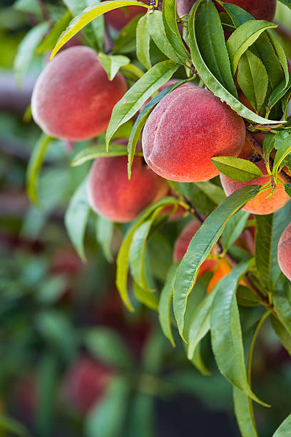 персиковое дерево фрукты - peach peach tree close up fluffy стоковые фото и изображения