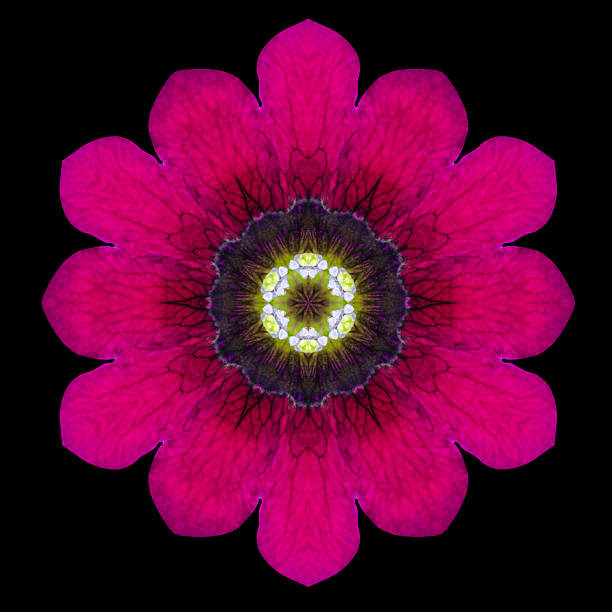 istock Purple Flower Mandala Kaleidoscope Isolated on Black 465843206