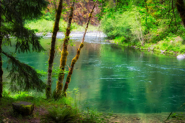 banki górnej rzeka clackamas w las narodowy mount hood - mt hood national park zdjęcia i obrazy z banku zdjęć