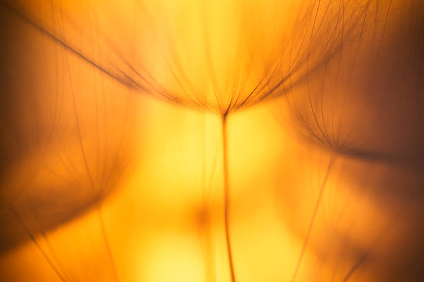istock Pastel background - Vintage Copper abstract dandelion flower 465846176